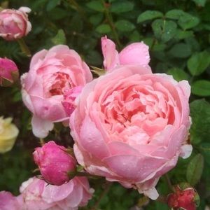 Meet your Posher, Maria